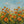 Handmade Abstract Orange California Poppy Impasto Oil Painting #TC036