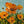 Handmade Impressionist Orange California Poppy Impasto Canvas Art #TC044