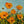 Handmade Impressionist Orange Poppy Impasto Floral Canvas Art #TC045