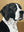 Hand-Painted Minimalist Black and Gold Dog Abstract Canvas Art #SS205
