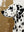 Vintage Dalmatian Dog Hand-Painted Abstract Textured Oil Painting #SS215